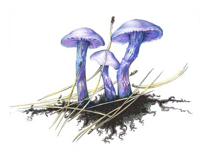 Amethyst Laccaria