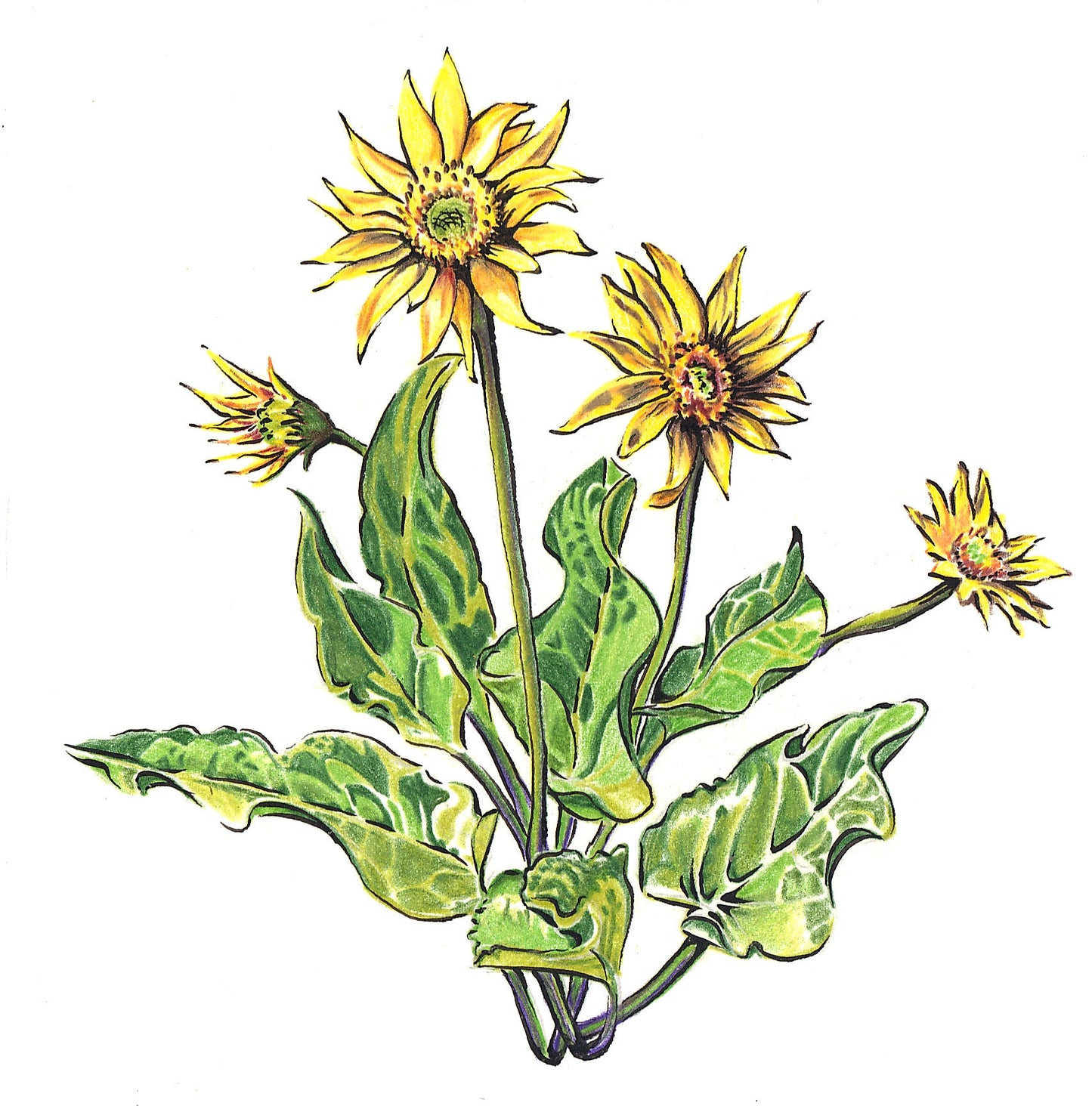 Balsamroot