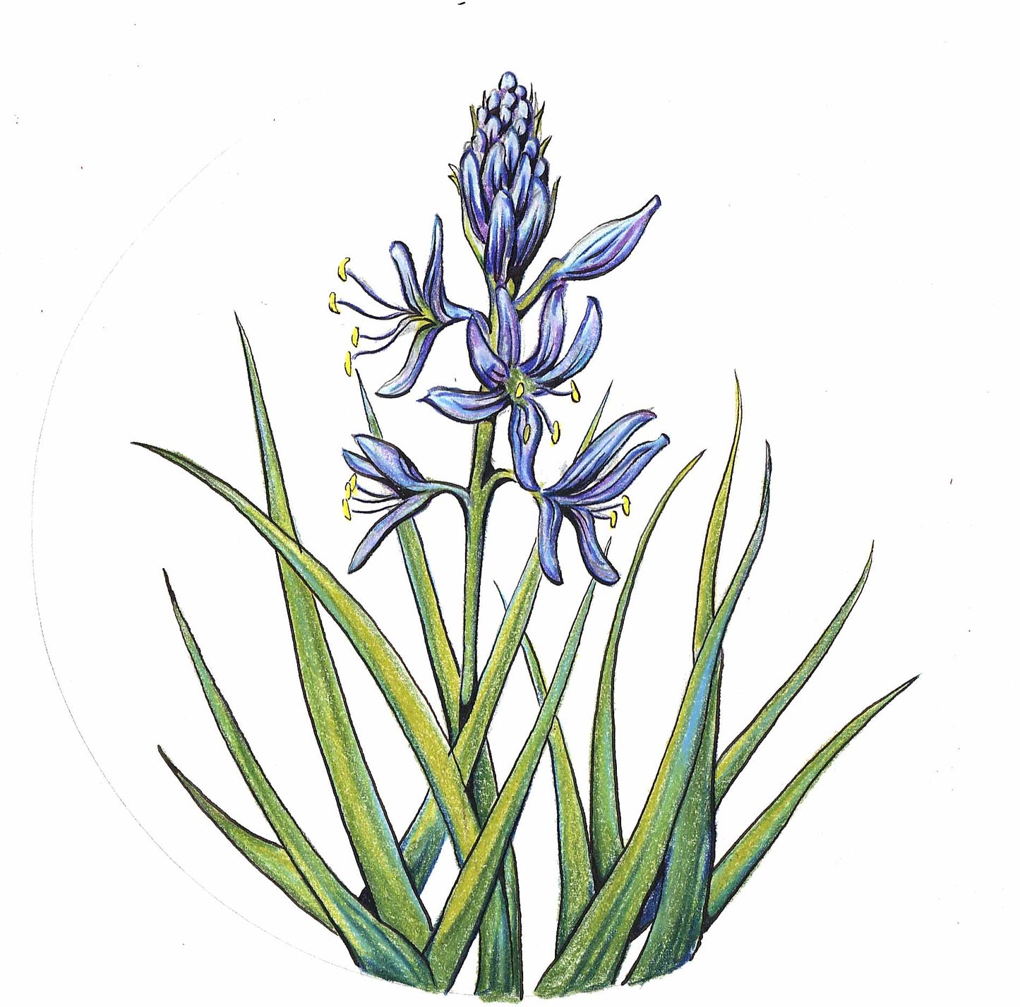 Camas