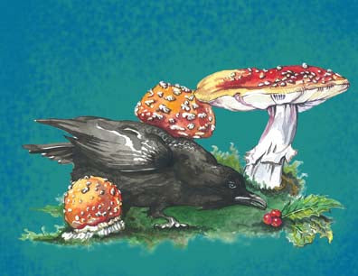 Crow Amanita