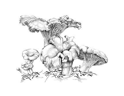 Golden Chanterelle