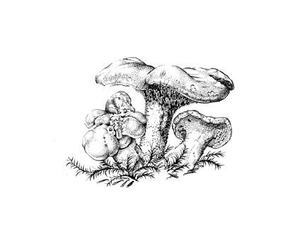 Hedgehog