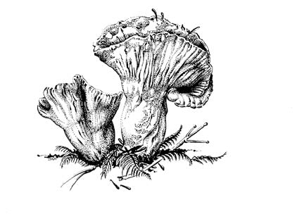 Lobster Mushroom