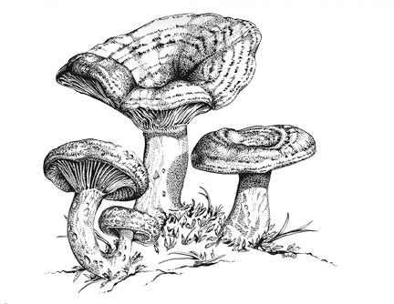 Milky Cap
