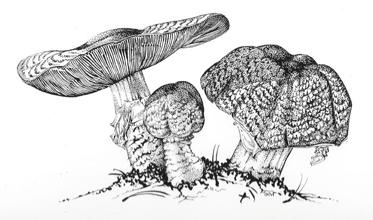 Prince Agaricus