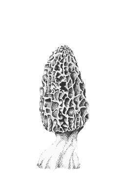 Yellow Morel