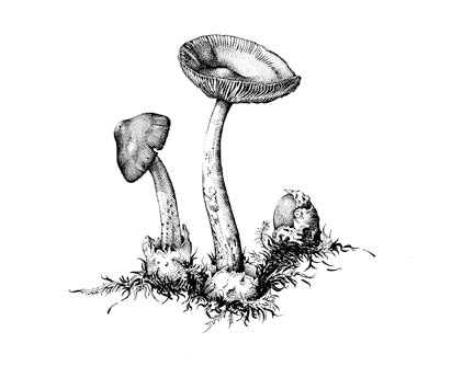 Western Grisette