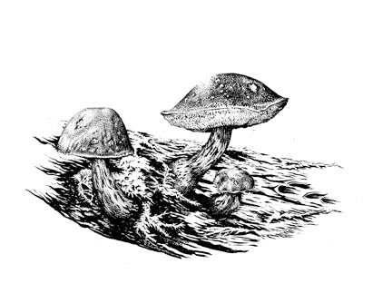 Admirable Bolete