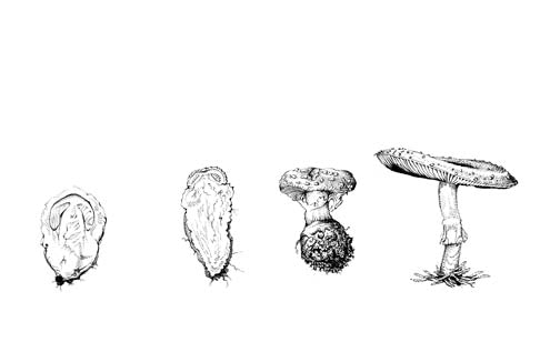 Amanita Progression