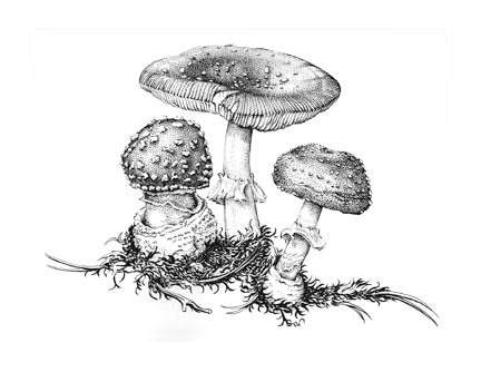 Amanita Muscaria B&W