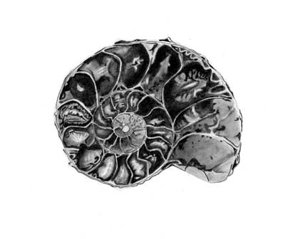 Ammonite