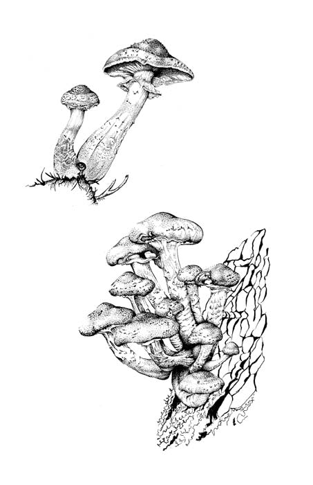 Armillaria Composite