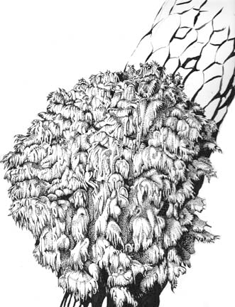 Bear's Head