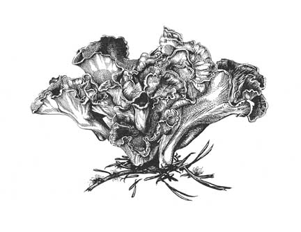 Blue Chanterelle