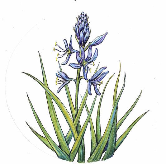 Camas