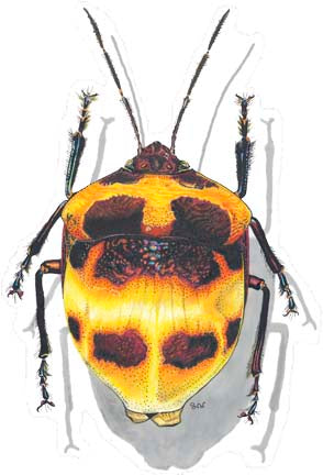 Camellia Shield Bug