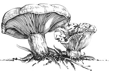 Cascade Russula