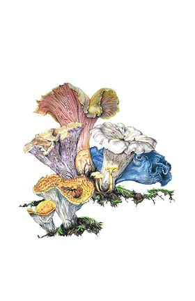 Chanterelle Parfait