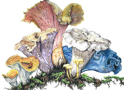 Chanterelle Bouquet