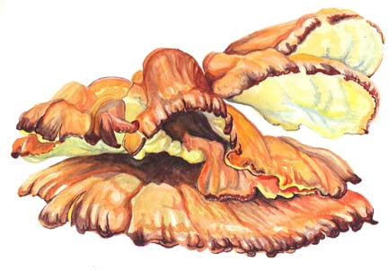 Chicken of the Woods