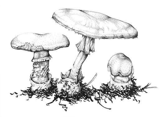 Death Cap