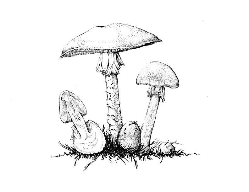 Destroying Angel