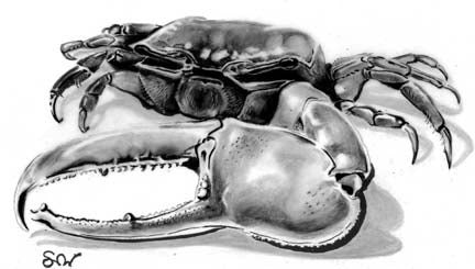 Fiddler Crab