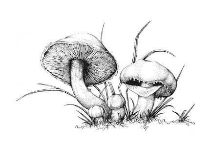 Horse Agaricus
