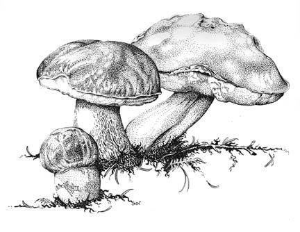 King Bolete