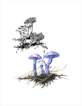 Amethyst Laccaria and Winter Chanterelle