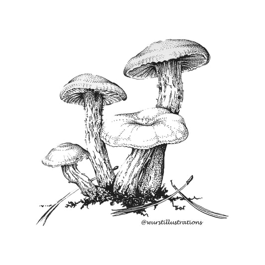 Amethyst Laccaria B&W