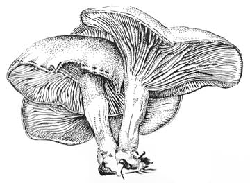 Licorice Clitocybe (B&W)