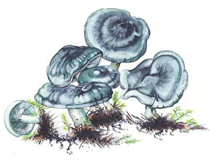 Licorice Clitocybe