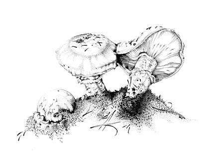 Matsutake
