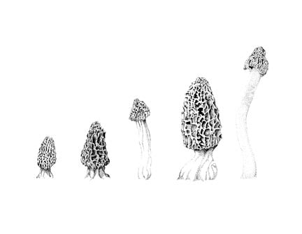 Morels