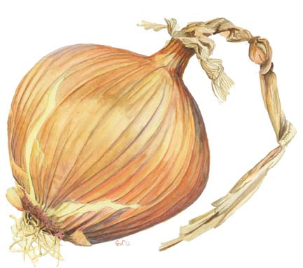 Onion