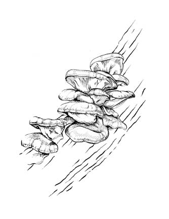 Oyster group