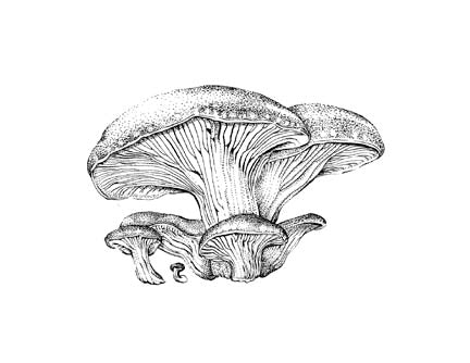 Oyster Mushroom