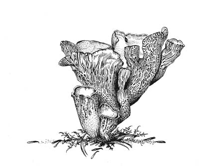 Pigs Ear