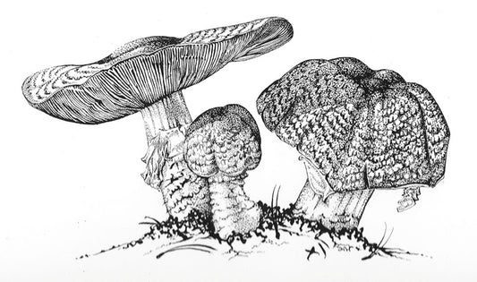 Prince Agaricus
