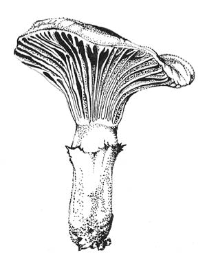 Rosy Gomphidius (B&W)