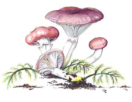 Rosy Gomphidius