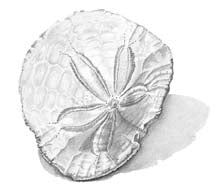 Sandollar