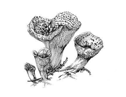 Scaly Chanterelle