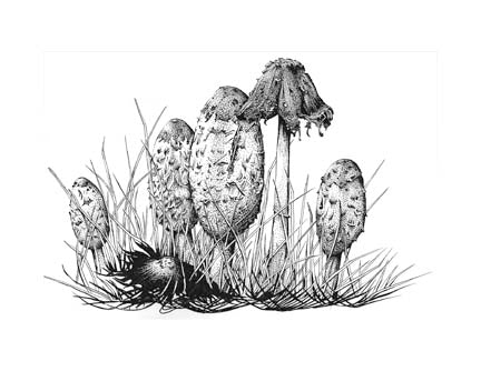 Shaggy Mane