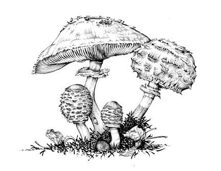 Shaggy Parasol