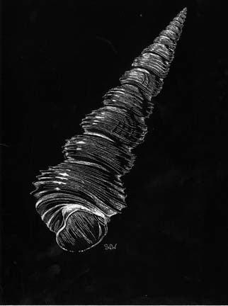 Shell on Black Background