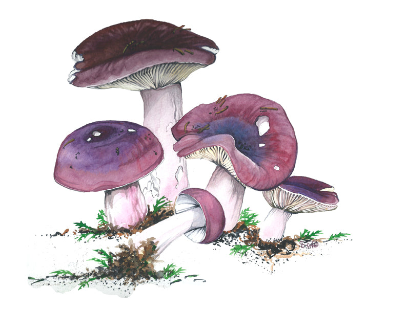 Shrimp Russula
