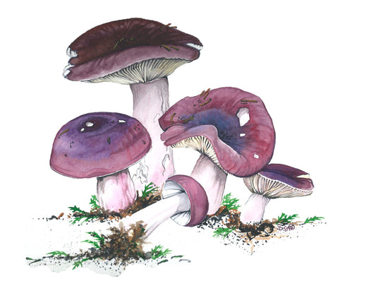 Shrimp Russula