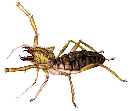 Solfugid
